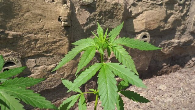 2 Cannabis Pflanzen Bl&auml;tter wehen im Wind 