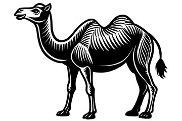 camel vector illustration