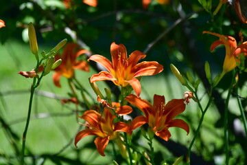 Daylily Flowers