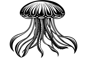 jellyfish vector illustration