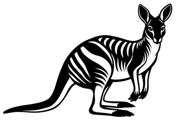 kangaroo vector illustration