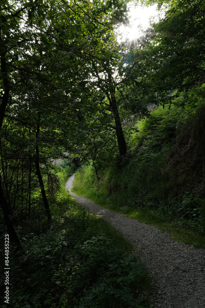 Wall mural path in the forest