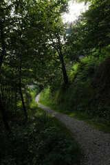 path in the forest