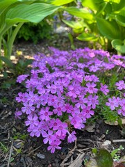 blooming pink creeping Phlox douglasii with many small cute flowers on a flower bed in a summer garden. Moss phlox. Floral background