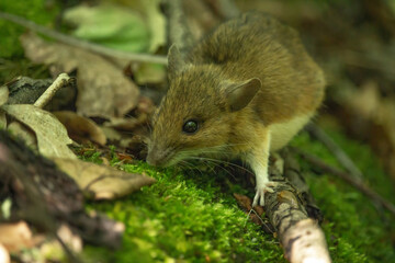 Field Mouse (Apodemus sylvaticus) on the Forest Floor