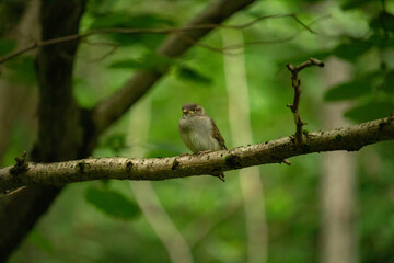 The Eurasian tree sparrow (Passer montanus)