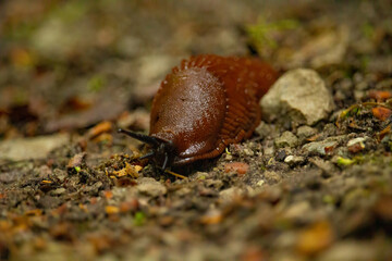 Spanish slug Arion vulgaris snail crawls along a garden ground,