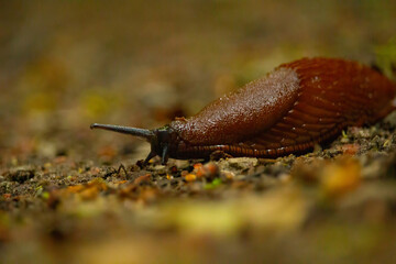 Spanish slug Arion vulgaris snail crawls along a garden ground.