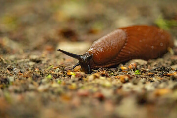 Spanish slug Arion vulgaris snail crawls along a garden ground.