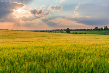 Amazing sunset over a barley field in the countryside