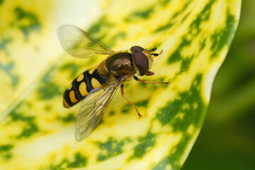 Closeup on the European common spotted hoverfly, Eupeodes luniger