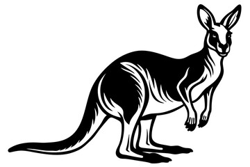 kangaroo vector illustration