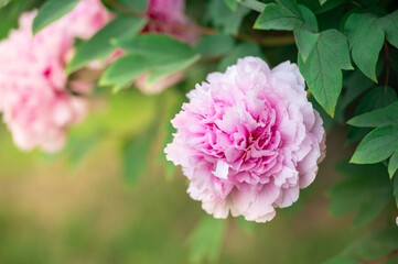 Obraz premium Beautiful peony flower in garden, closeup
