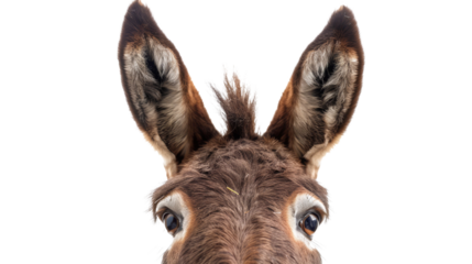  Close up of a donkey isolated on white.png