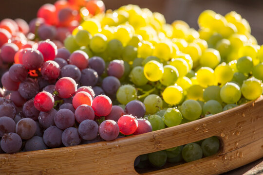 colheita de uvas Ni&aacute;gara