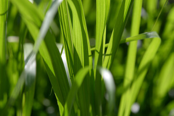 葉模様　自然の造形