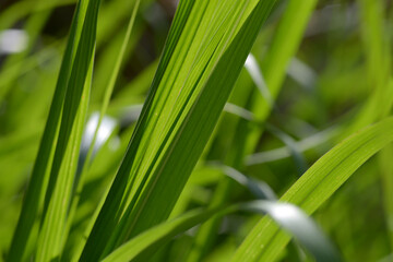 葉模様　自然の造形