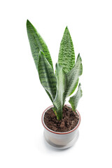 Sansevieria plant in ceramic pot isolated on white background