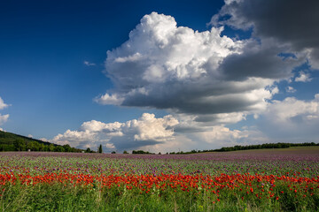 Blossom of purple poppy field against blue cloudy sky. Flowering Papaver with unripe seed heads at windy day. Maturing blue poppy flowers with pods in agriculture. Medical plants with straws.