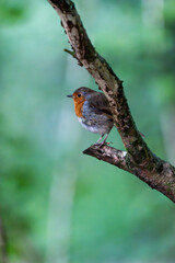 Robin on a branch. Green background wildlife, bird.