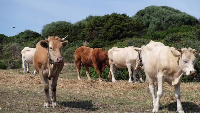 cows grazing freely country and sea