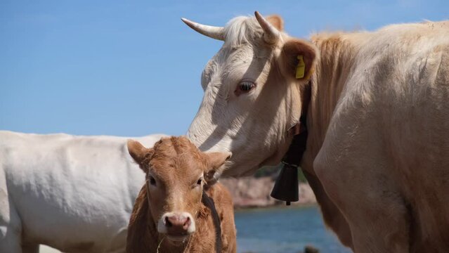 cows grazing freely sea and countryside 