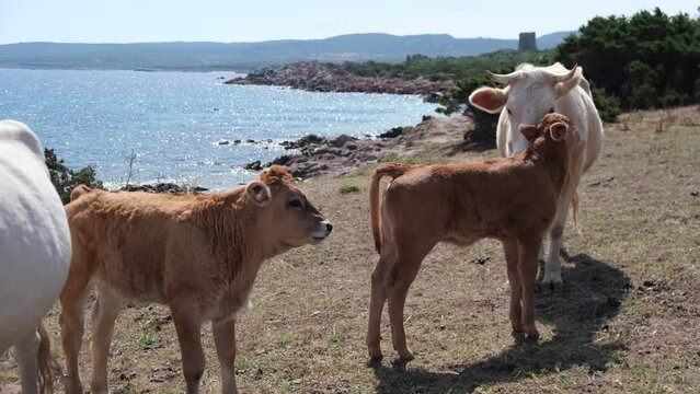 cows grazing countryside and sea environment kettle 