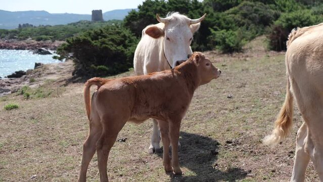 cows grazing freely countryside and sea environment
