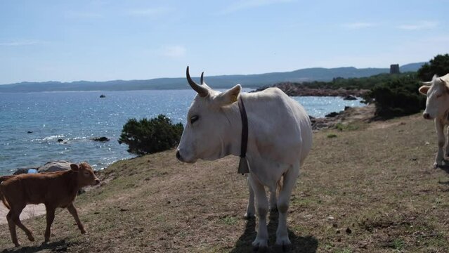 cows grazing freely countryside and sea environment