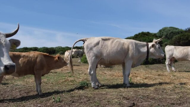 cows grazing freely between countryside and sea