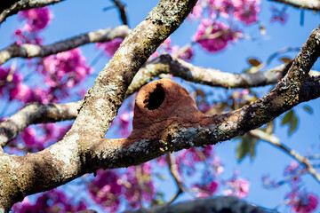 Handroanthus heptaphyllus. Close up of beautiful Pink Trumpet Tree , Tabebuia rosea in full bloom. Ipê rosa,pink ipê.