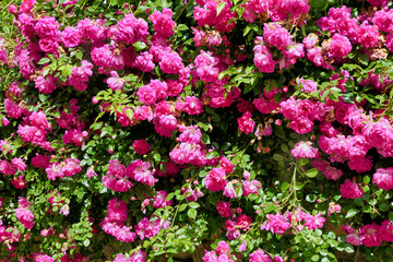 A beautiful display of deep pink climbing roses
