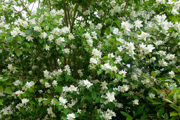 A Mock Orange shrub (Philadelphus coronarius) in full flower
