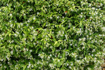 Star Jasmine shrubs (Trachelospermum jasminoides) in full flower growing over a limestone wall
