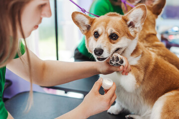 Unrecognizable woman holding cream and moisturizing paws of corgi dog