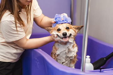Funny portrait of a welsh corgi pembroke dog showering with shampoo