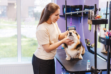 Woman professional trimming corgi dog with brush in grooming salon