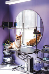 Corgi puppy sitting on table at violet grooming salon interior