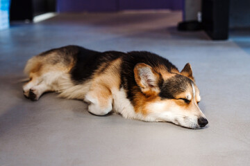 Funny corgi dog sleeping at the floor after beauty procedures in grooming salon