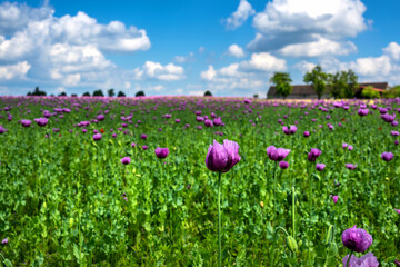 Obraz premium Anbau von lila Mohne vor blauem Himmel neben einem Bauernhof als schöne Blumentextur
