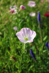 Fototapeta premium flower in the garden