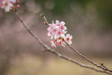 cherry blossom