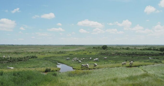 Charentais marshes in the Bay de Brouage facing the Royal Citadel of Hiers-Brouage offering magnificent meadows between tidal channels