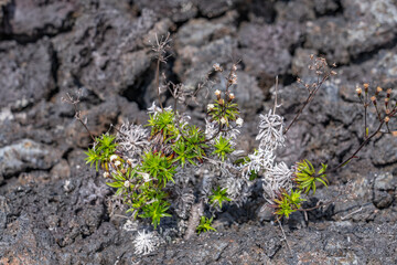 Dubautia scabra, or rough dubautia, is a species of Dubautia endemic, It is a member of the...