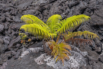 Sadleria cyatheoides, amaumau fern or ʻamaʻu, is a fern species in the family Blechnaceae, Hawaii...