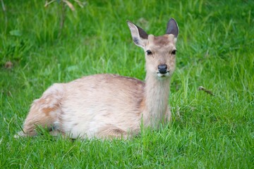 Hokkaido,Japan - June 5, 2024: Wild sika deers in the morning  in Hokkaido, Japan