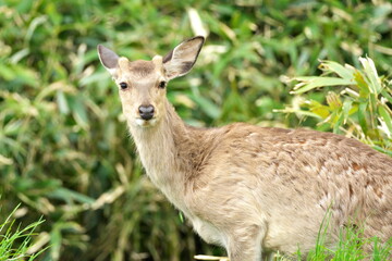 Hokkaido,Japan - June 5, 2024: Wild sika deers in the morning  in Hokkaido, Japan