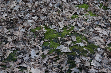 the ground covered with green moss and fallen oak leaves