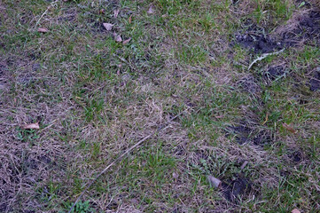 young green grass breaks through the dry grass