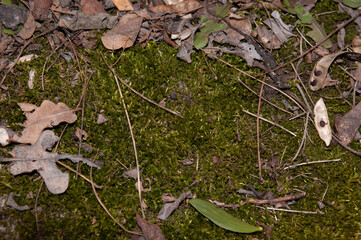 green moss covered with dry needles and leaves